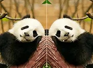 Animal Differences Online Puzzle Game